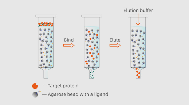 Affinity Chromatography